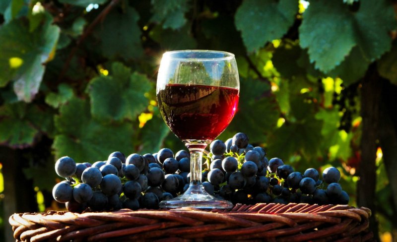 домашнее виноградное вино