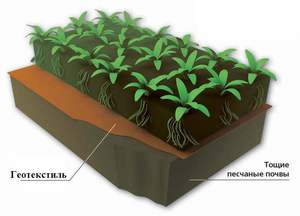 Геотекстильное полотно можно укладывать под клумбу или грядку для создания плодородной почвы.