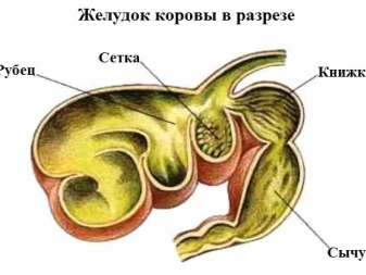 Все о коровах