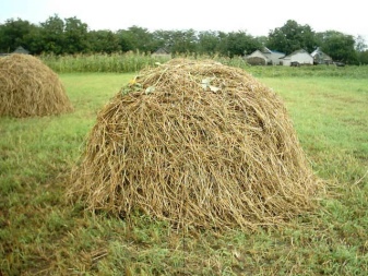 Все о коровах