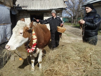 Все о коровах