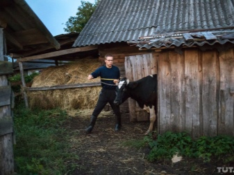 Все о коровах
