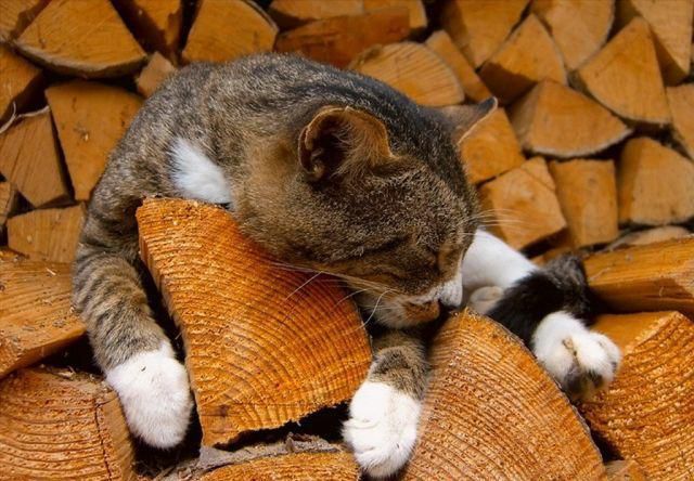 Каждый из сортов дров обладает собственными характеристиками