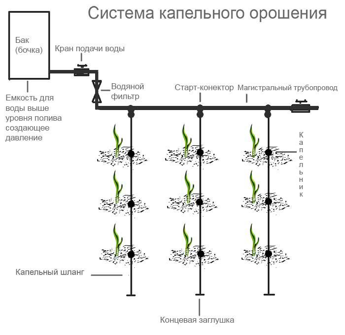 Пример схемы капельного полива