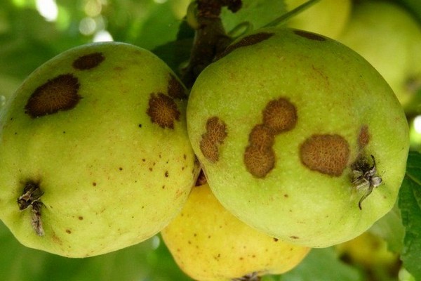 Парша чаще всего поражает яблони и груши. От нее страдают и листва, и плоды, и побеги