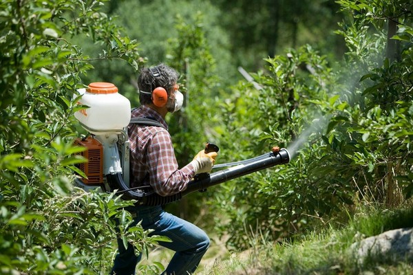 Рекомендуется проводить несколько опрыскиваний деревьев для профилактики и уничтожения паразитов, возбудителей болезней