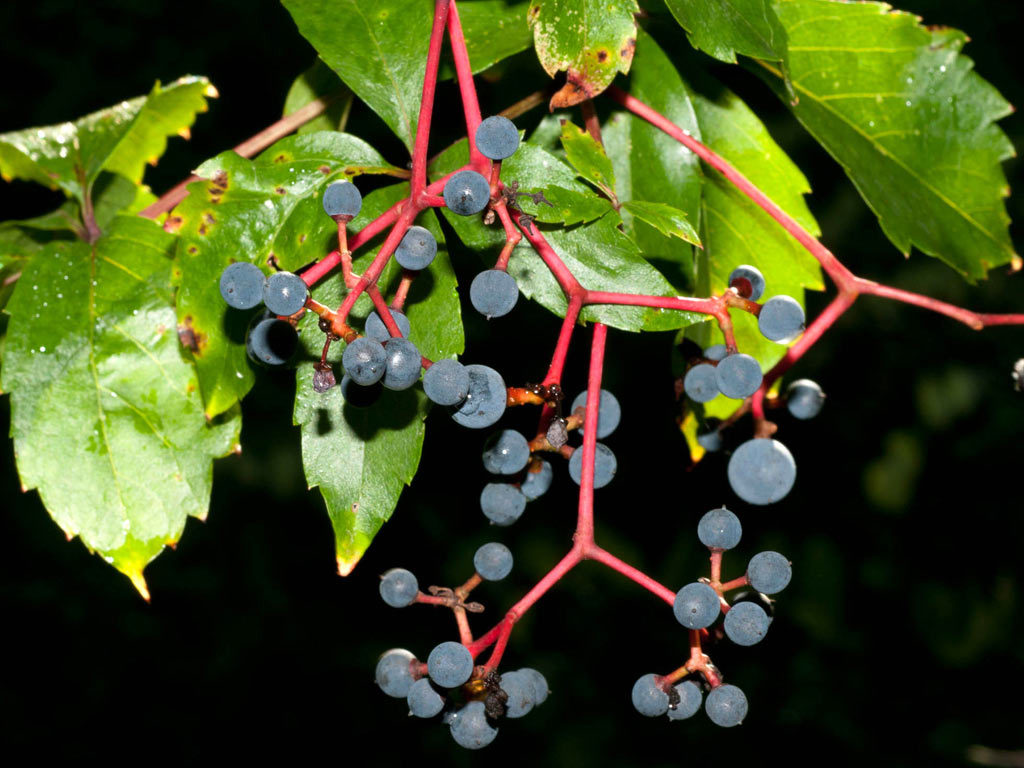 Дикий виноград росток фото