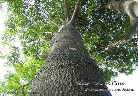 полосатое эбеновое дерево