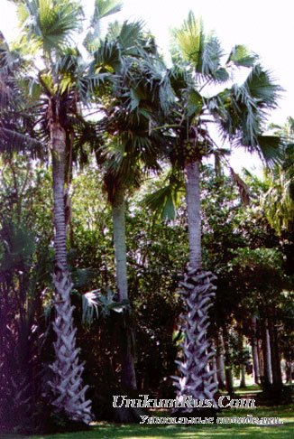пальмировая пальма