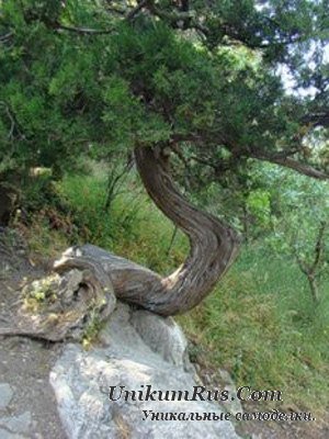 змеиное дерево