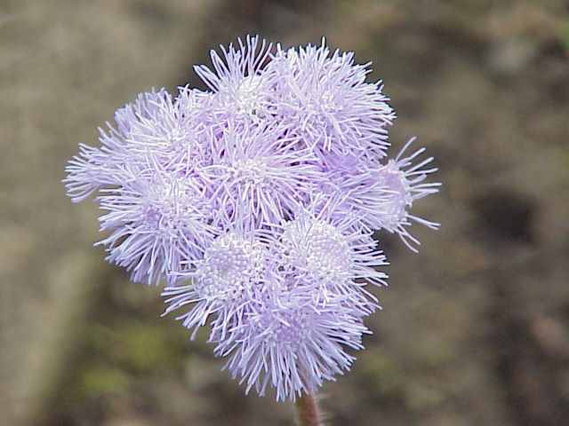 Ageratum houstonianum1