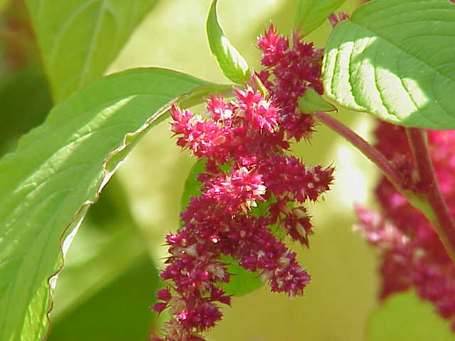 Amaranthus tricolor0