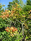 Viburnum trilobum3.jpg