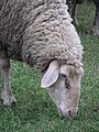 Ovis orientalis aries 