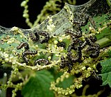 Aglais urticae - Urtica dioica3 ies.jpg