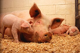 Sow and five piglets.jpg