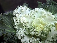 Brassica oleracea0.jpg