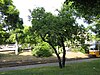 Rhamnus catharthica tree size.jpg