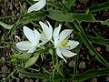 2007-06-24-Chlorophytum comosum-light.jpg