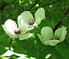Stewartia malacodendron.jpg