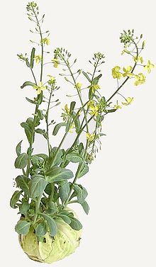 Brassica oleracea0.jpg
