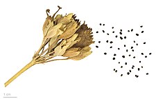 Primula veris MHNT.BOT.2011.3.11.jpg
