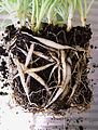2007-06-24-Chlorophytum comosum-light.jpg
