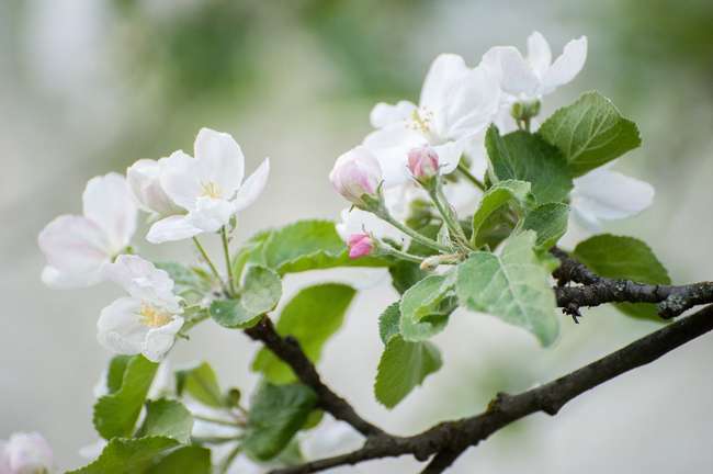 Уход за яблоней весной в мае