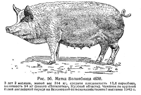 Крупная белая свинья