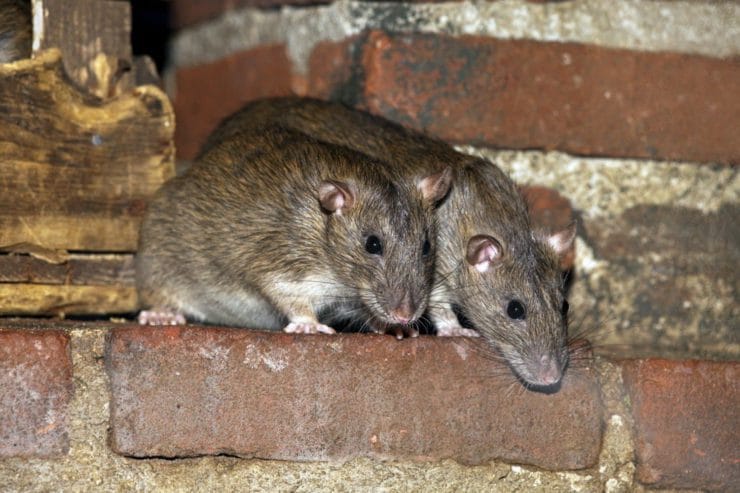Едят ли мыши минеральную вату – Какие виды утеплителей не грызут мыши и .