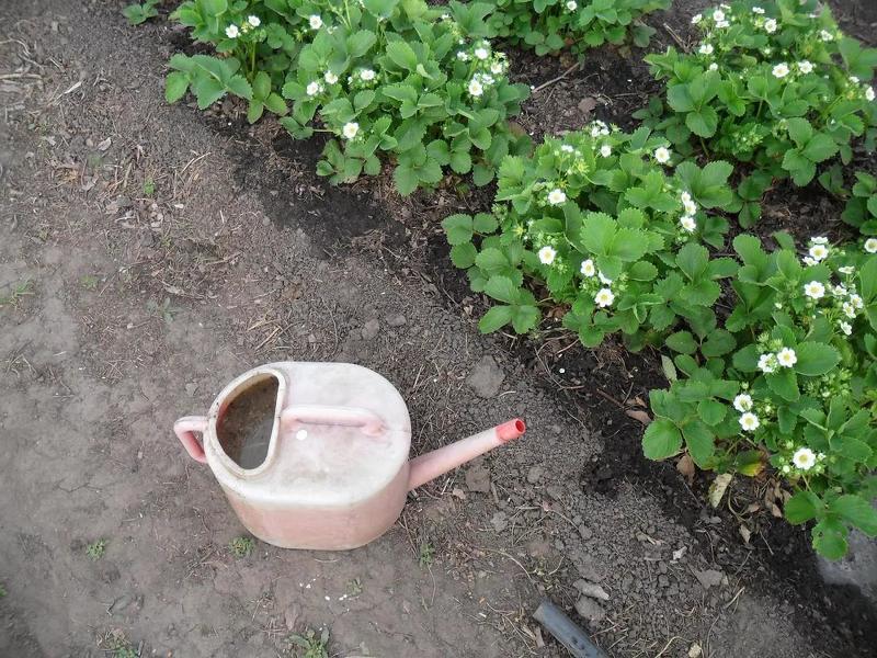Уход за клубникой Альбион после полива