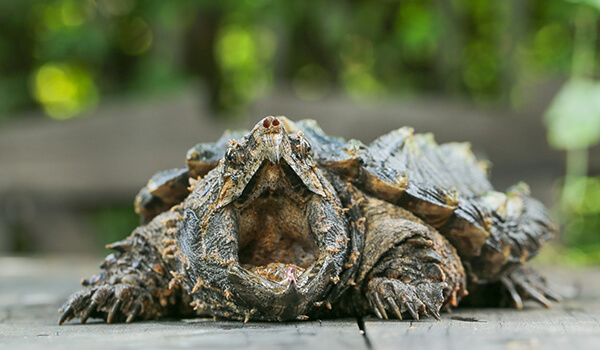 Фото: Аллигаторовая черепаха