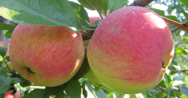 Яблоня Богатырь - особенности выращивания популярного сорта