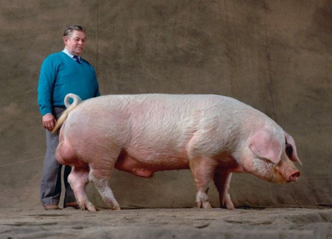 скороспелая мясная порода свиней