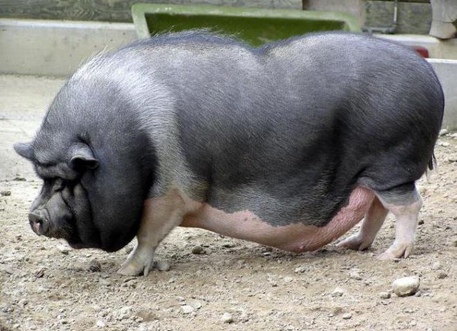 вьетнамская порода свиней
