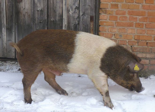 красная белопоясая порода свиней