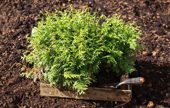 туя западная пересадка туя западная пересадка