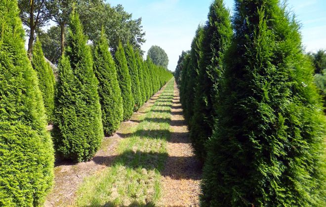 характеристика туи западной характеристика туи западной