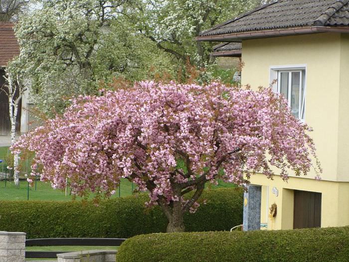 Цветение вишни декоративной в ухоженном саду