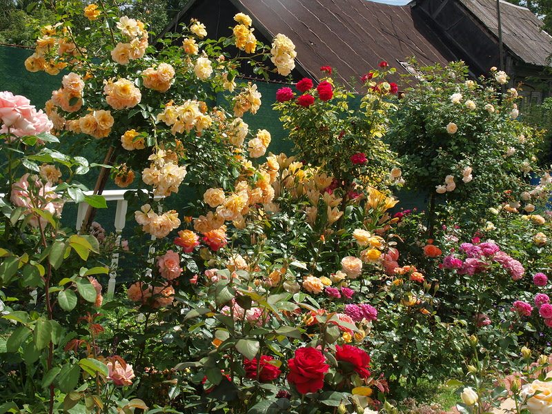 Фото розария в загородном саду