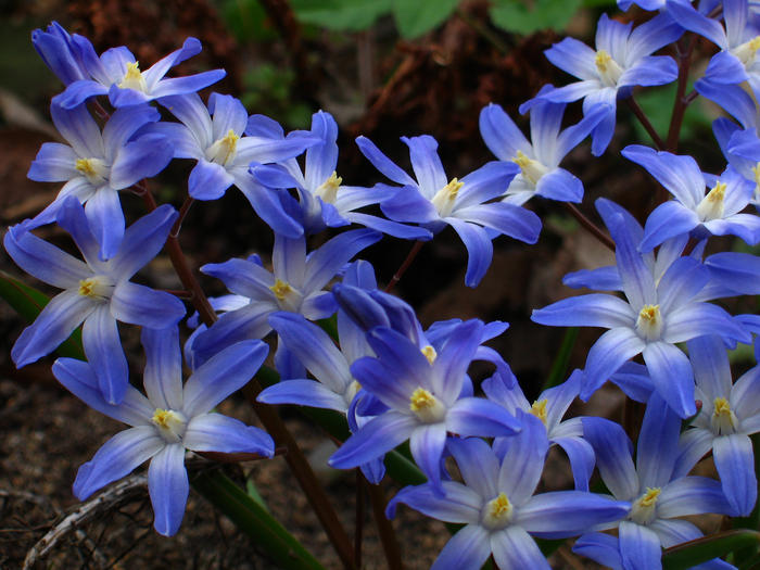 хионодокса, хионодокса люцилии, цветок хионодоксы, хионодокса в апреле, весенний цветок хионодокса, луковичное растение хионодокса