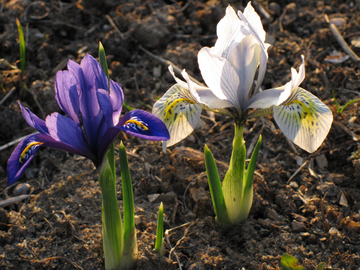 луковичные ирисы, ирисы-подснежники, иридодиктиум, апрельские цветы, ирис-первоцвет
