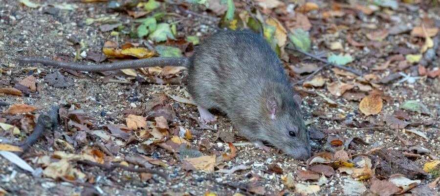 Brown rat in the chicken run.