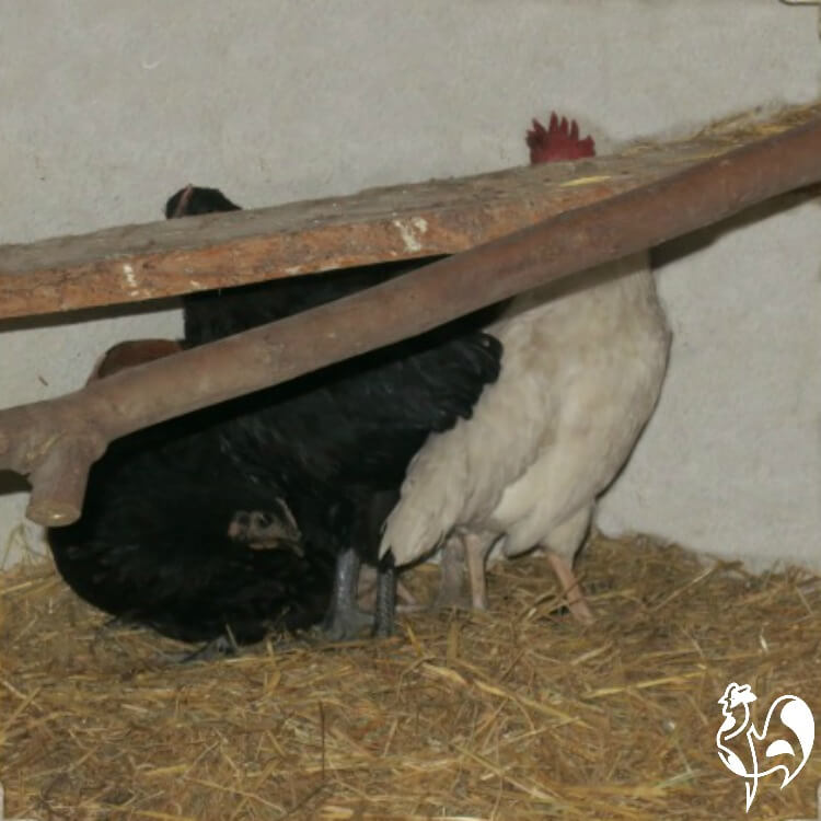 Chickens choosing strange places to roost.