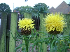 Centaurea macrocephala