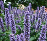 Agastache foeniculum is a favourite plant of bees and gardeners alike, it is, perhaps one of the most gratifying plants you can grow.