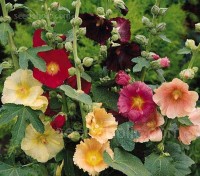 Alcea ficifolia produce many upright stems emerging from the base, resulting in a bushy form.