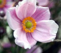 Japanese Anemones are among the best late summer and autumn border flowers, providing colour late in the flowering season when many other plants are beginning to fade.