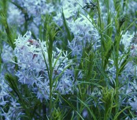 From a distance the steely blue flowers of Amsonia hubrichtii have an almost lily-like appearance. 