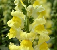 Antirrhinum ‘Canary Bird’ provides months of deep yellow flowers on strong stems that are great for cutting. 